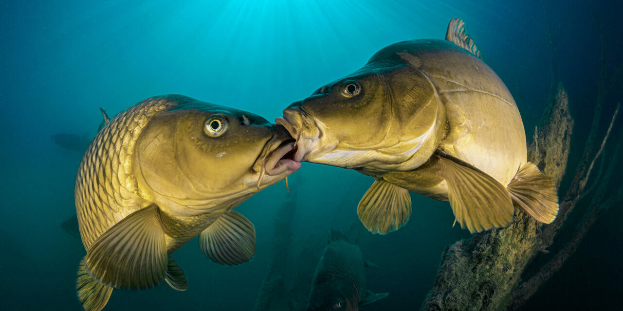 MAGYAR SIKEREK A 25. EURÓPAI TERMÉSZETFOTÓS PÁLYÁZATON