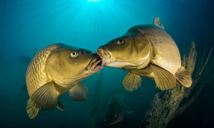 MAGYAR SIKEREK A 25. EURÓPAI TERMÉSZETFOTÓS PÁLYÁZATON